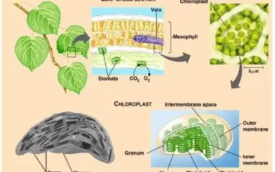 Menguji kandungan klorofil pada tanaman