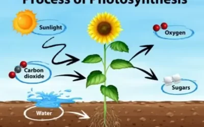 Uji fotosintesis tanaman, mengapa harus di lakukan